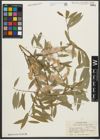 Foto von Salix pycnostachya Andersson